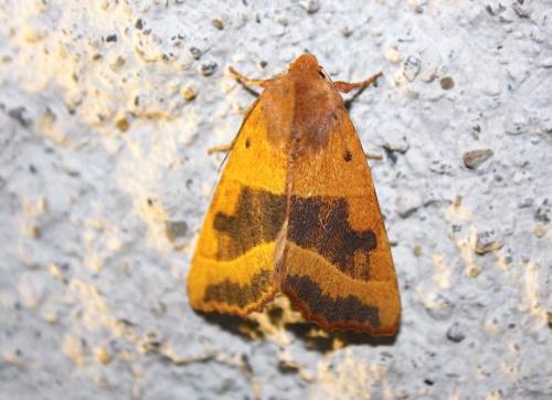 Réf. 214 559 : Atethmia centrago